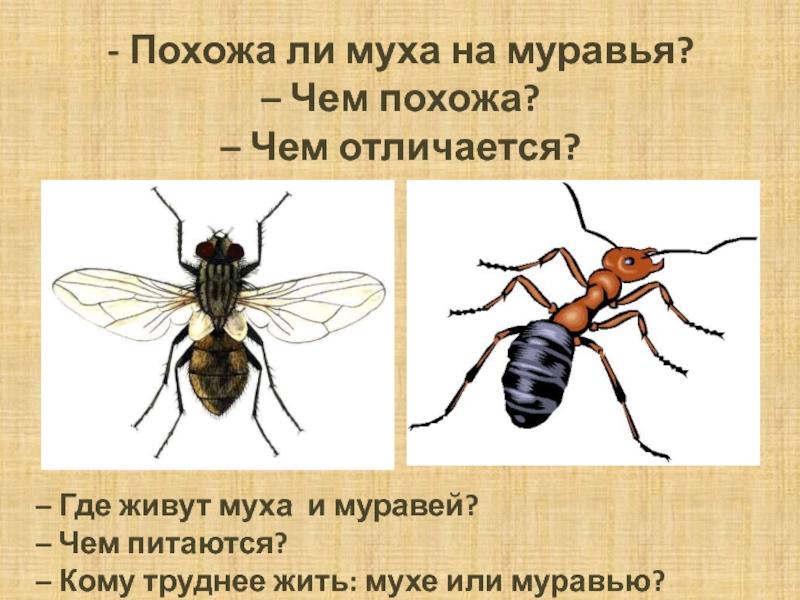 Содержание мух