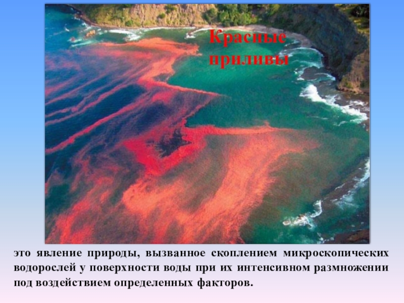 Явление вызванное массовым размножением водорослей вдоль линии. Красный прилив. Красные приливы в мировом океане. Красный прилив на Камчатке. Красный прилив на Красном море это.