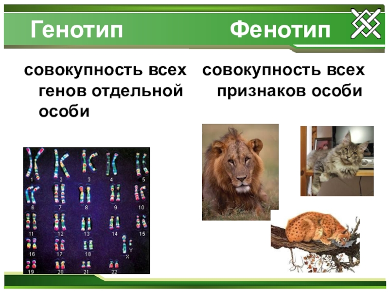 Генотип дегеніміз. Генотип пример. Генотип и фенотип. Фенотип примеры. Генотип и фенотип примеры.