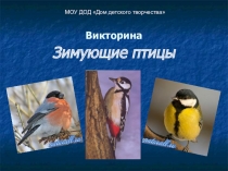 Презентация  Викторина Зимующие птицы