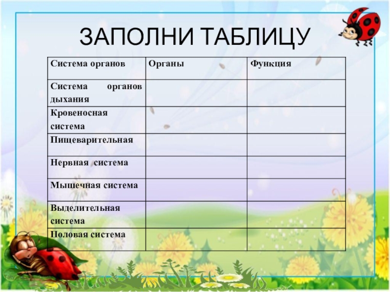 Таблица по насекомым по биологии 7. Система органов насекомых таблица 7 класс. Заполните таблицу системы органов насекомых. Класс насекомые таблица система органов. Таблица системы органов класс насекомые 7 класс.