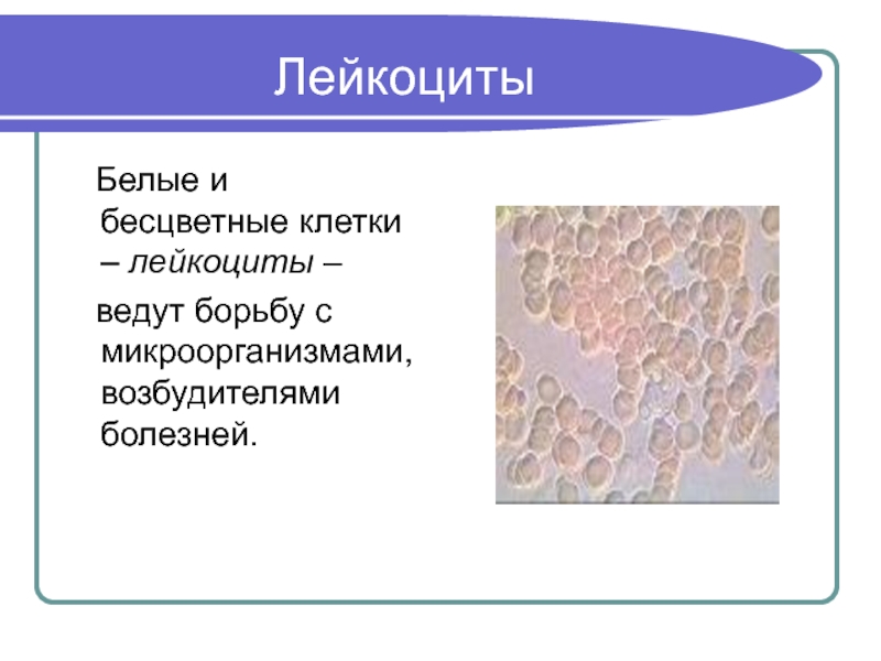 Лейкоциты 14. Крупные бесцветные клетки. Лейкоциты бесцветные. Элементы крупные бесцветные клетки. Лейкоциты белые или бесцветные.