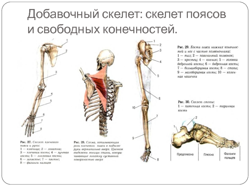 Соединения свободных конечностей. Скелет верхней конечности человека биология 8 класс. Добавочный скелет соединение костей 8 класс биология. Скелет конечностей человека биология 8 класс.