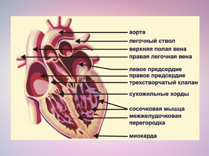 Картинка сердца биология егэ