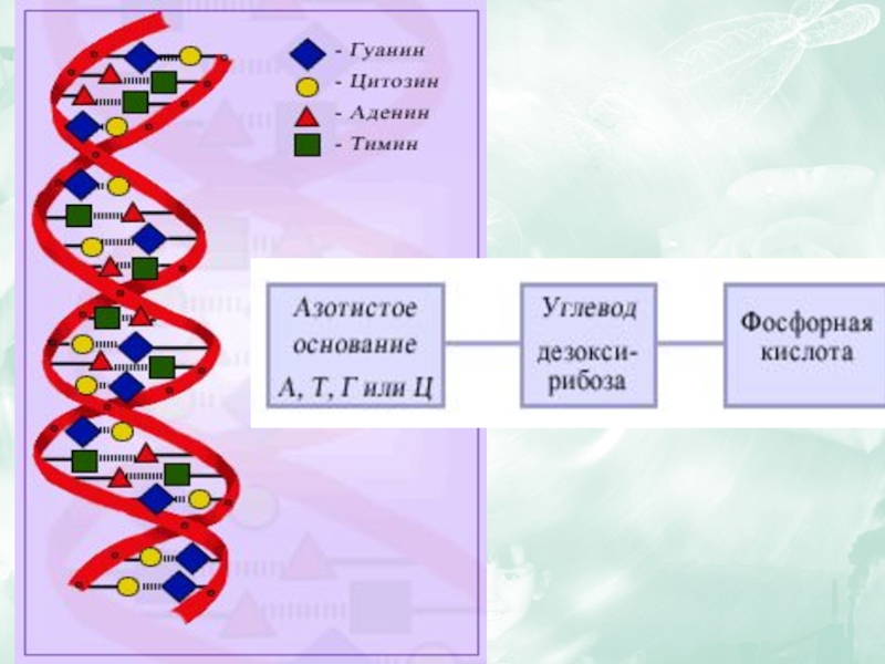 Проект армянский днк