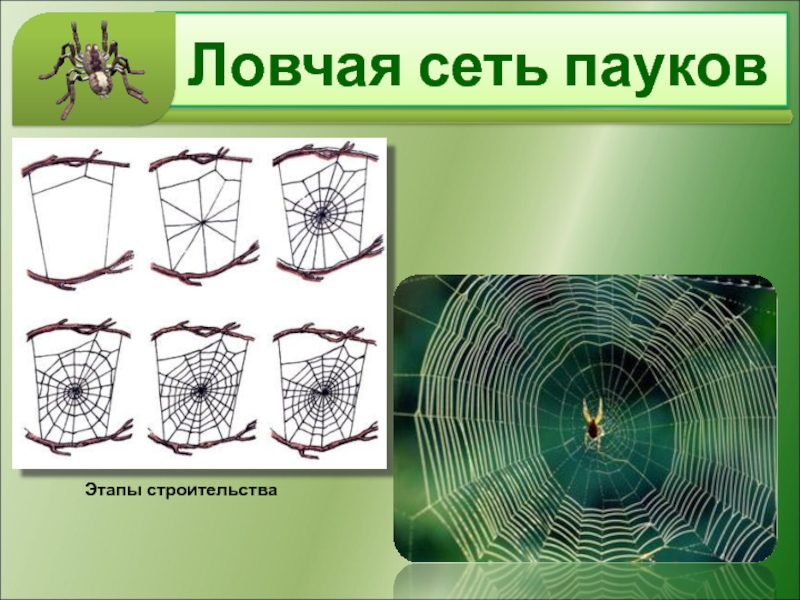 Ловчая сеть пауковЭтапы строительства