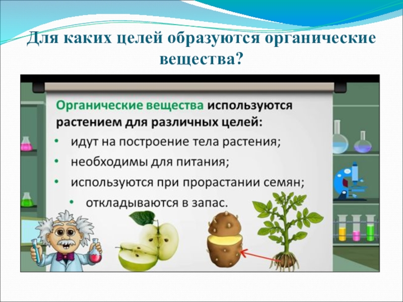 Органические вещества растительной. Органические вещества растений. Органические вещества образуются. Органические вещества образуют. Для каких целей используются растением органические вещества.