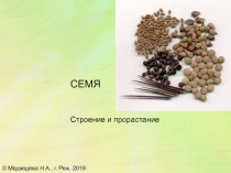 Презентация по биологии Семя растения