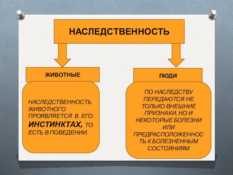 Могут быть переданы по наследству. Качества передающиеся по наследству. Качества не передающиеся по наследству. Признаки передающиеся по наследству. Качества, которые могут передаваться по наследству..