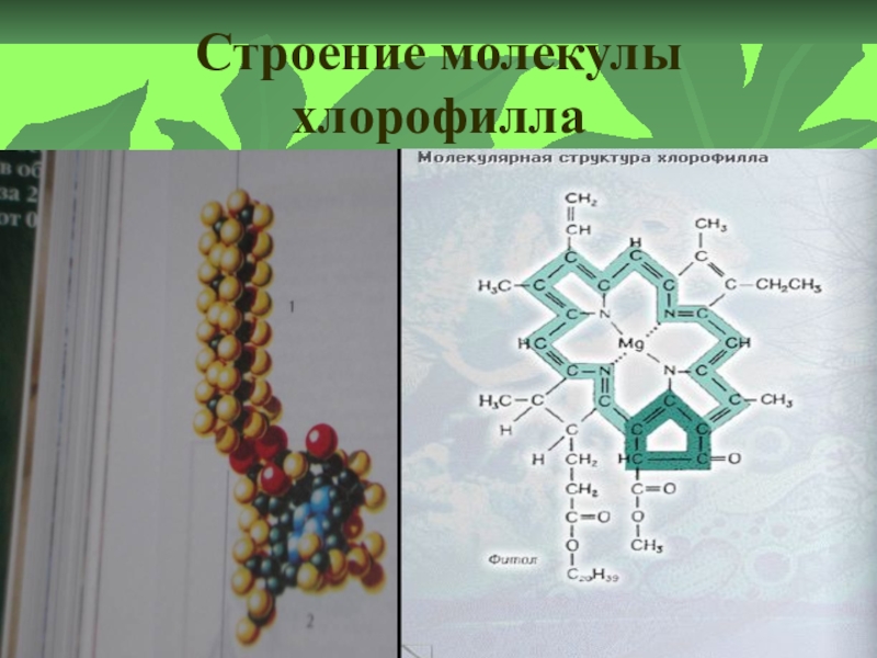 Особенности хлорофилла. Схема строения хлорофилла. Строение молекулы хлорофилла. Структура молекулы хлорофилла. Формула строения хлорофилла.