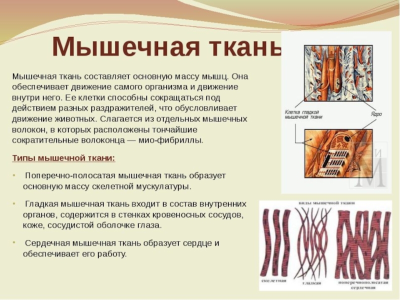 Ткани проект по биологии 8 класс