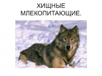 Презентация по окр.мир Хищные млекопитающие