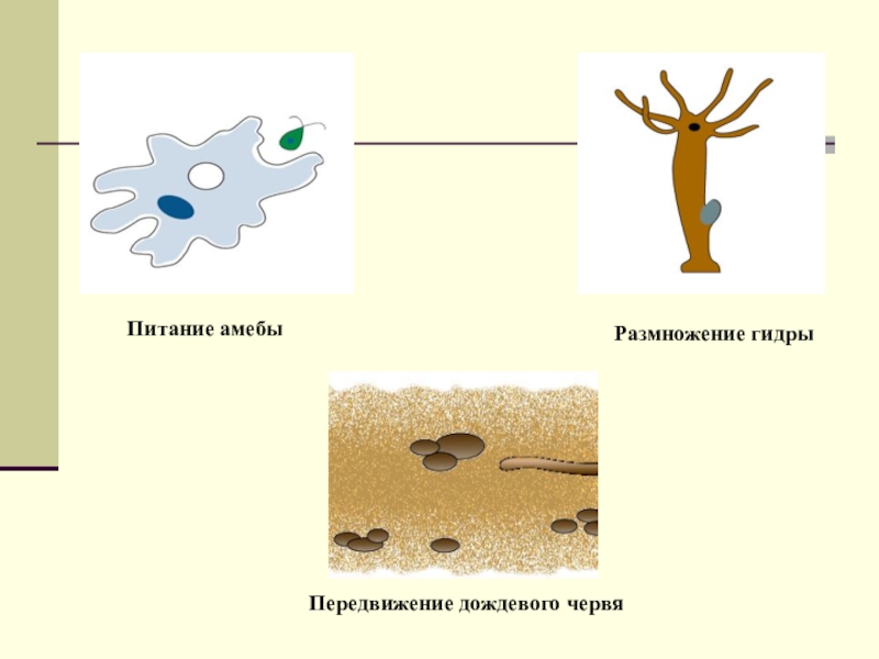 Бесполое размножение гидры