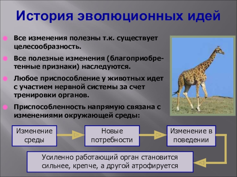 Биология 11 класс презентация