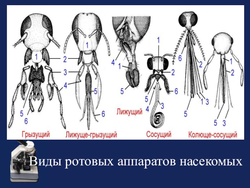 Для представителей какого отряда наиболее характерен представленный на рисунке ротовой аппарат