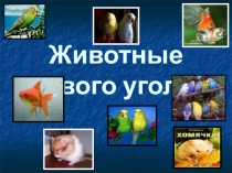 Презентация к уроку окружающего мира Животные живого уголка