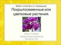 Презентация Покрытосеменные или цветковые растения (6 класс)