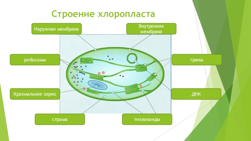 Хлоропласт на рисунке