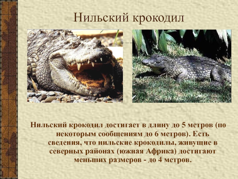 Нильский крокодилНильский крокодил достигает в длину до 5 метров (по некоторым сообщениям до 6 метров). Есть сведения,