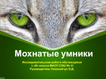 Презентация к исследовательской работе Мохнатые умники