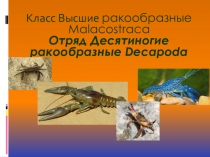 Десятиногие раки