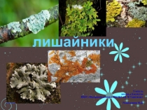 Презентация к уроку лишайники 7 кл