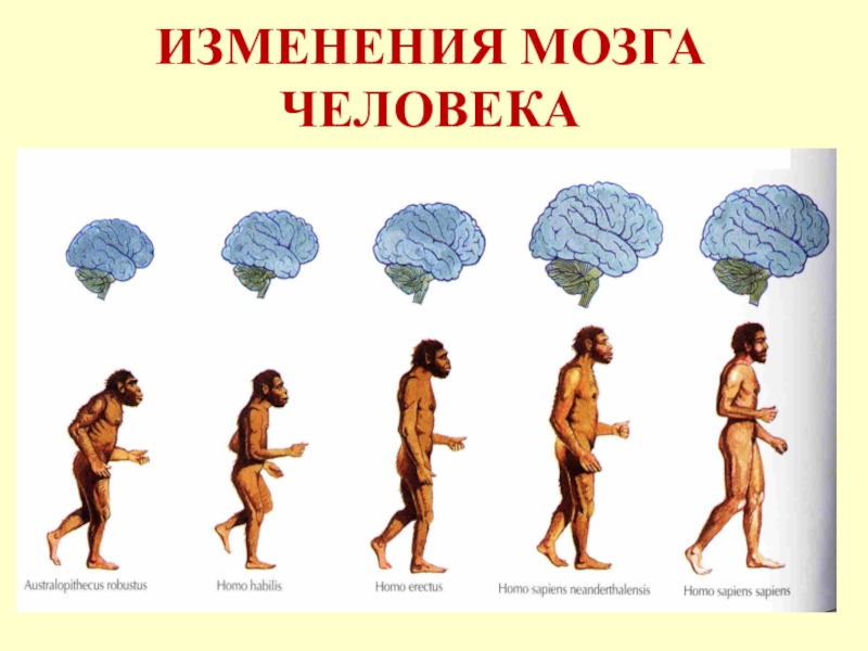 Проект как человек появился на земле 5 класс