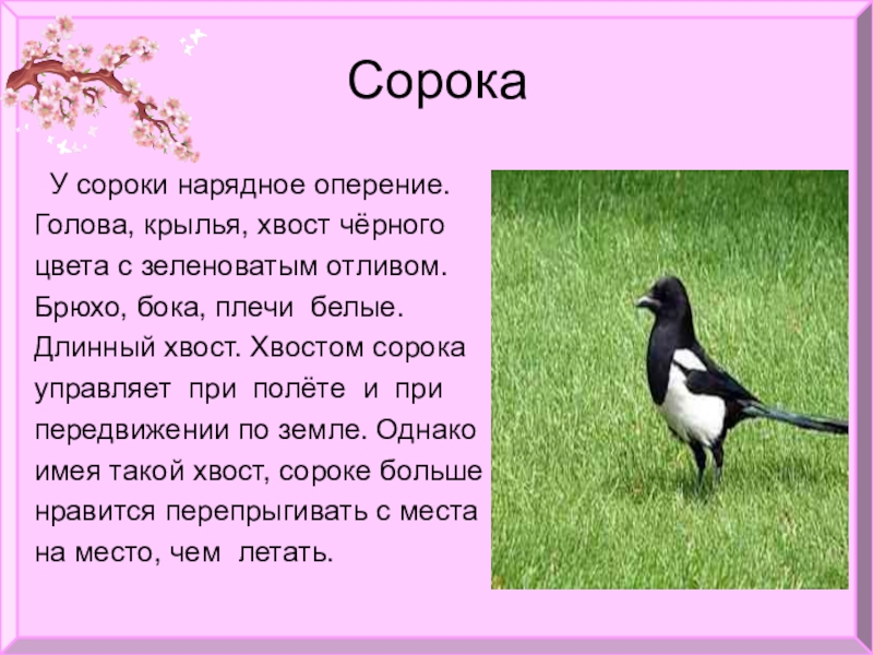 Сорока описание. Хвост сороки. Сорока с длинным хвостом. Сорока без хвоста. Почему у сороки длинный хвост.