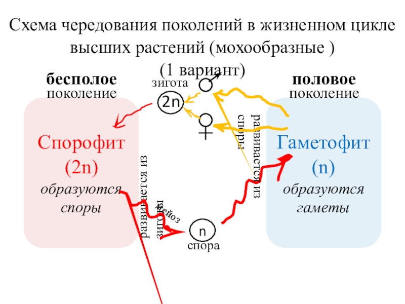 Чередование поколений происходит