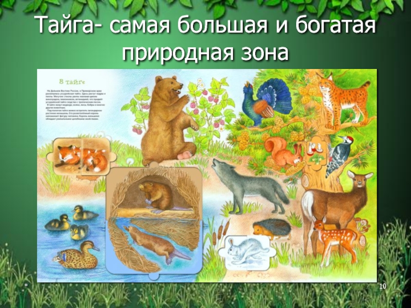 В мире живут дикие. Плакат обитатели леса. Животные летом для дошкольников. Жилища диких животных. Животные тайги плакат.