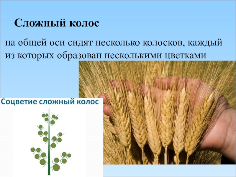 Тип соцветия у пшеницы. Сложный Колос. Сложный Колос биология. Сложный колосок. Соцветие сложный Колос характерно для:.