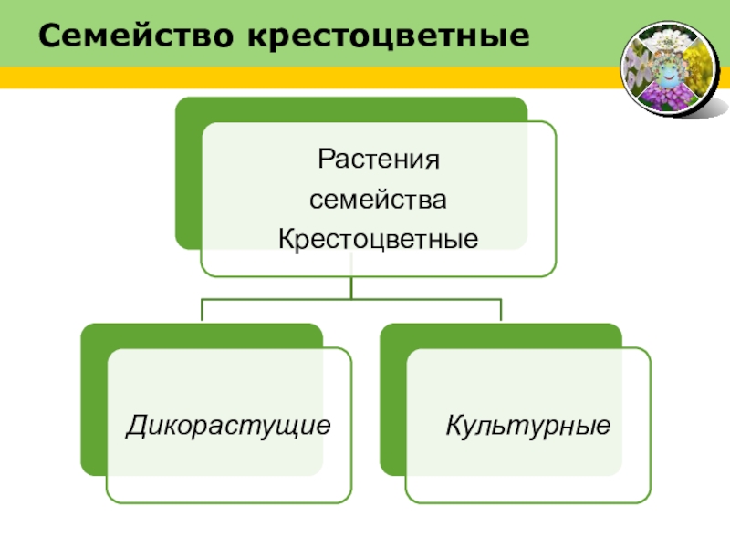 Презентация по теме класс двудольные 6 класс