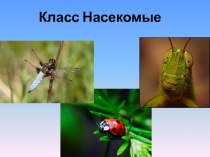 Презентация по биологии 7 класс а тему Внешнее строение насекомых