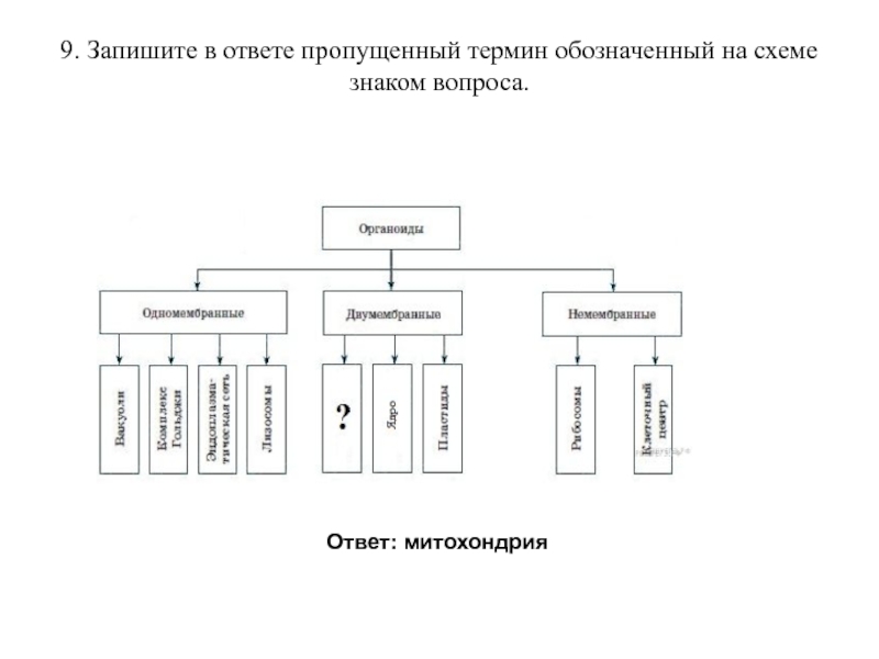 Рассмотрите предложенную схему классификации органоидов клетки запишите в ответ пропущенный термин