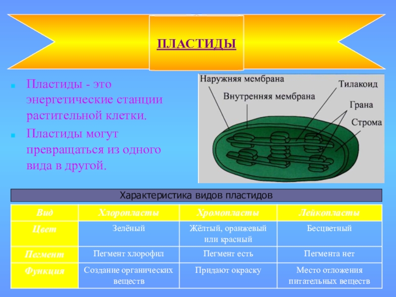 Пластиды это. Строение и функции пластидов. Что такое пластиды в биологии 5 класс. Тема пластиды 5 класс биология. Пластиды строение и функции биология 5 класс.