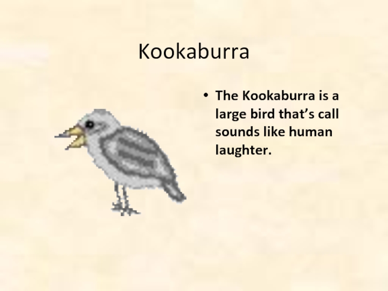 KookaburraThe Kookaburra is a large bird that’s call sounds like human laughter.