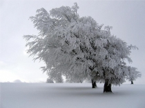 Презентация по окружающему миру на тему Зима (2 класс)