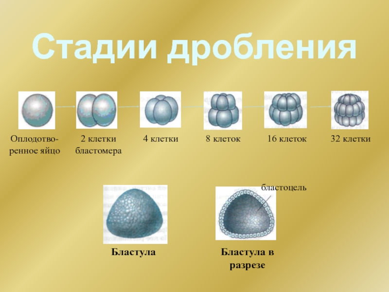 Стадии дробленияОплодотво-ренное яйцо2 клетки бластомера4 клетки 8 клеток 16 клеток 32 клетки бластоцель Бластула Бластула в разрезе