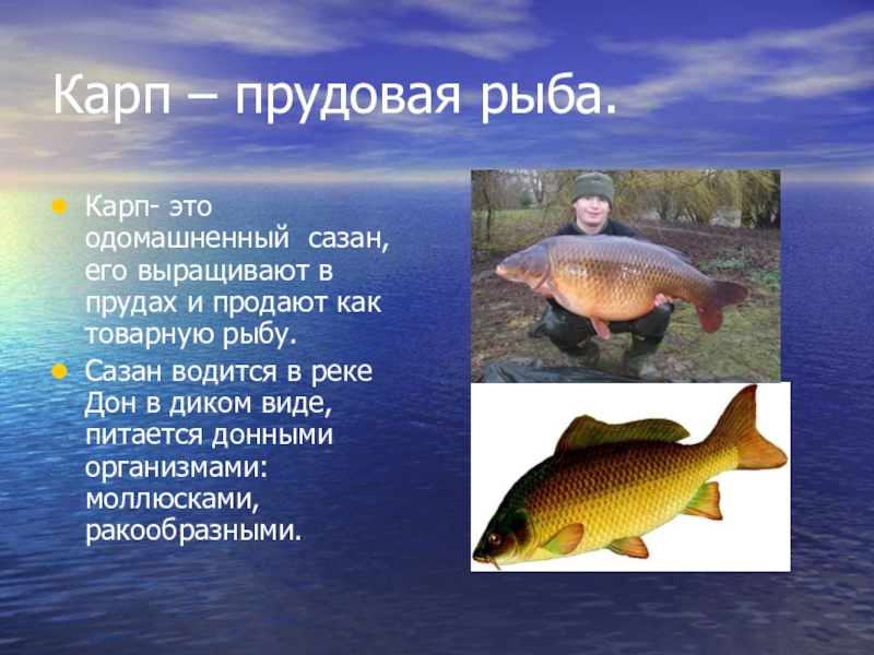 Карп – прудовая рыба.Карп- это одомашненный сазан, его выращивают в прудах и продают как товарную рыбу.Сазан водится