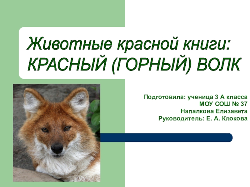 Презентация по окружающему миру на тему Животные красной книги: красный (горный) волк