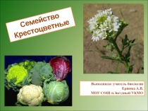 Презентация к уроку биологии Семейство Крестоцветные