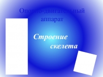 Презентация Опорно-двигательный аппарат