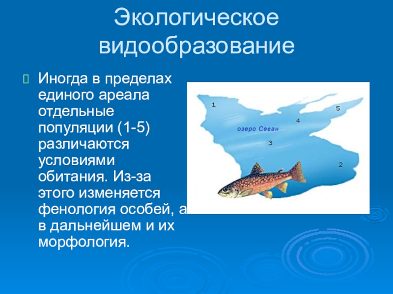 Презентация 9 класс по биологии видообразование 9 класс