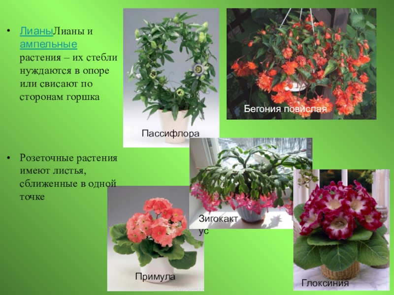 Лиана комнатное растение виды названия и фото и описание