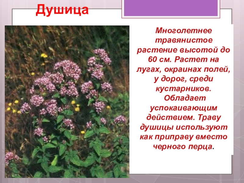 Рассказ растения родного края окружающий мир. Лекарственные растения родного края. Лекарственные растения моего края. Родные растения родного края. Полезные растения растущие в городе.