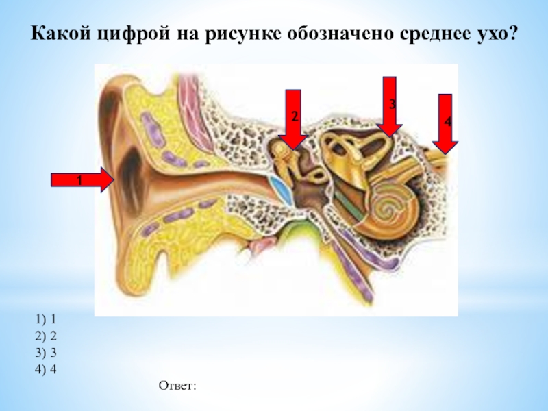 Найди какими цифрами на рисунке обозначены следующие органы