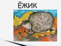 Презентация по окружающему миру Ёжик