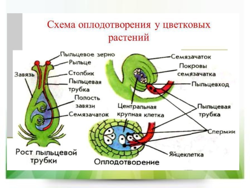 Презентация 6 класс оплодотворение у цветковых растений