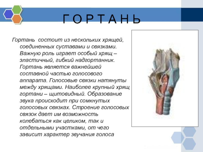 Скелет состоит из хряща. Класс хрящевые рыбы. Кости скелета кратко. Строение перстневидного хряща гортани. Скелет гортани образован хрящами.