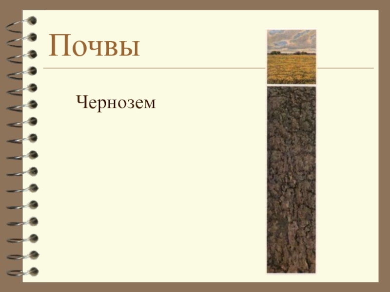 Какие области черноземные почвы россии. Черноземные почвы. Почва чернозем. Тип почвы чернозем. Рисунок черноземной почвы.